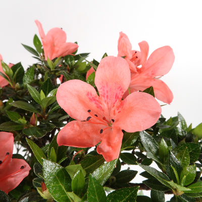 Azalea - Satsukiazalee, ca. 17 jährig, 45-50 cm, Gartenbonsai