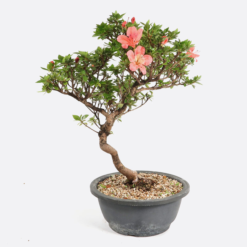 Azalea - Satsukiazalee, ca. 17 jährig, 45-50 cm, Gartenbonsai