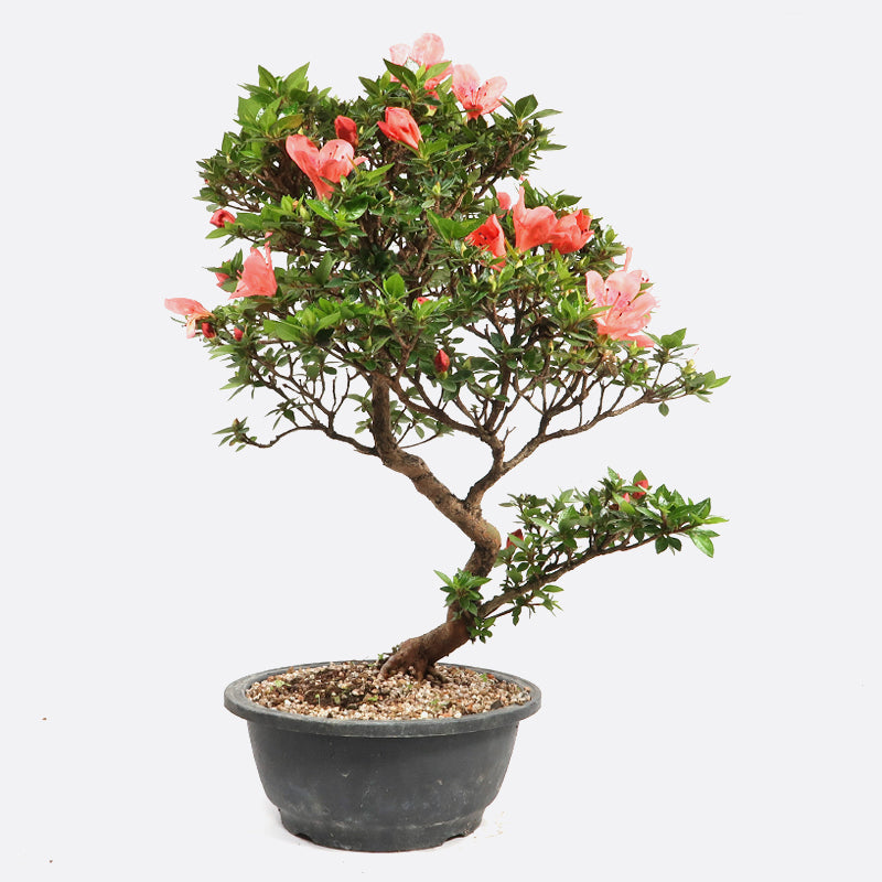 Azalea - Satsukiazalee, ca. 17 jährig, 45-50 cm, Gartenbonsai