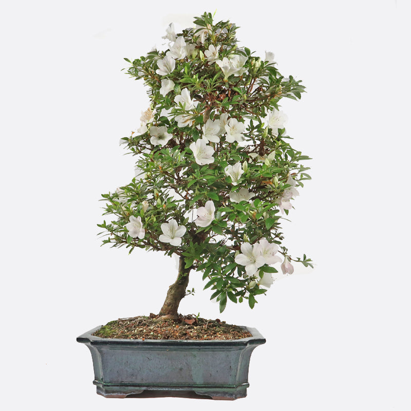 Azalea - Satsukiazalee, ca. 24 jährig, 70-75 cm, Gartenbonsai