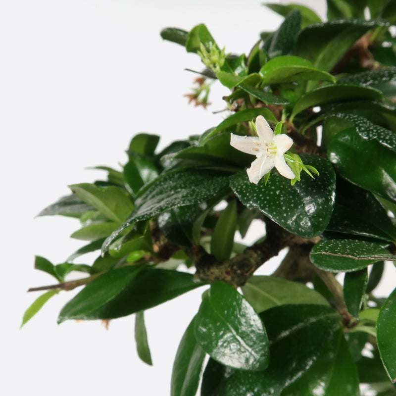 Carmona - Fukientee, ca. 17 jährig, 50-55 cm, Zimmerbonsai