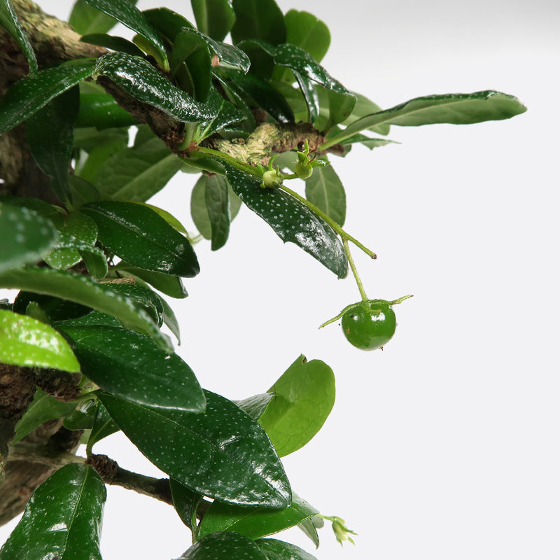 Carmona - Fukientee, ca. 17 jährig, 50-55 cm, Zimmerbonsai