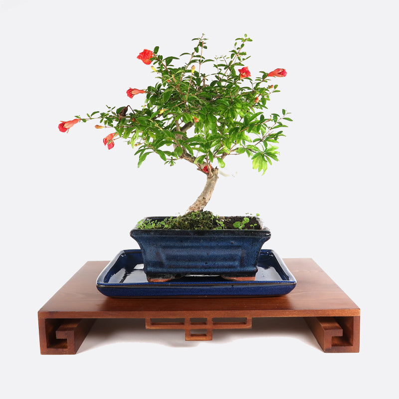 bonsai tische kaufen Präsentationstisch aus Holz, 32cm