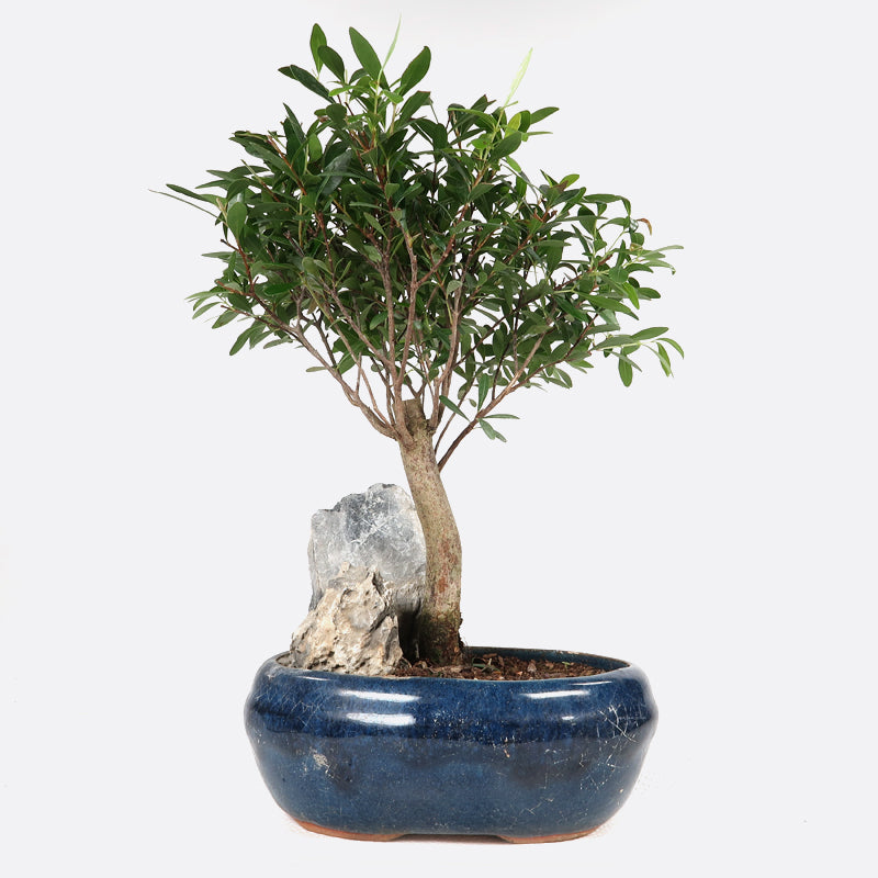 Syzygium buxifolium - buxblättrige Kirschmyrte, ca. 7 jährig, 25-30 cm, Zimmerbonsai