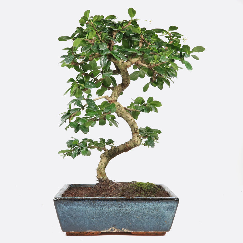 Olivenbaum Bonzai Style ca.80jährig