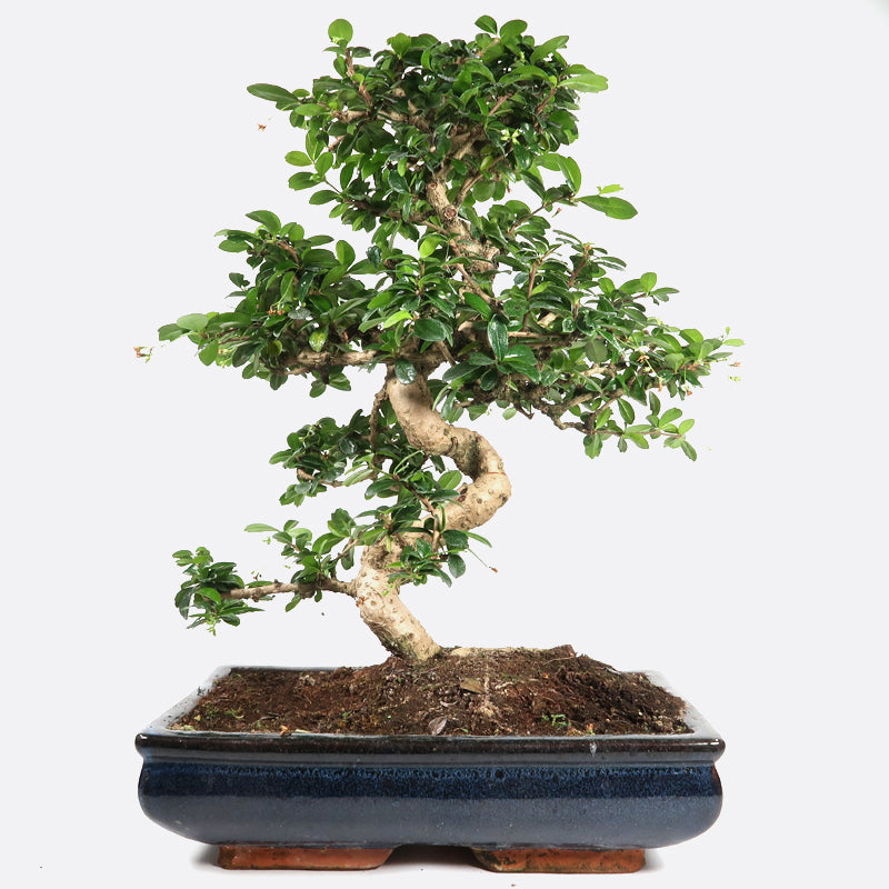 Carmona - Fukientee, ca. 19 jährig, 50-55 cm, Zimmerbonsai