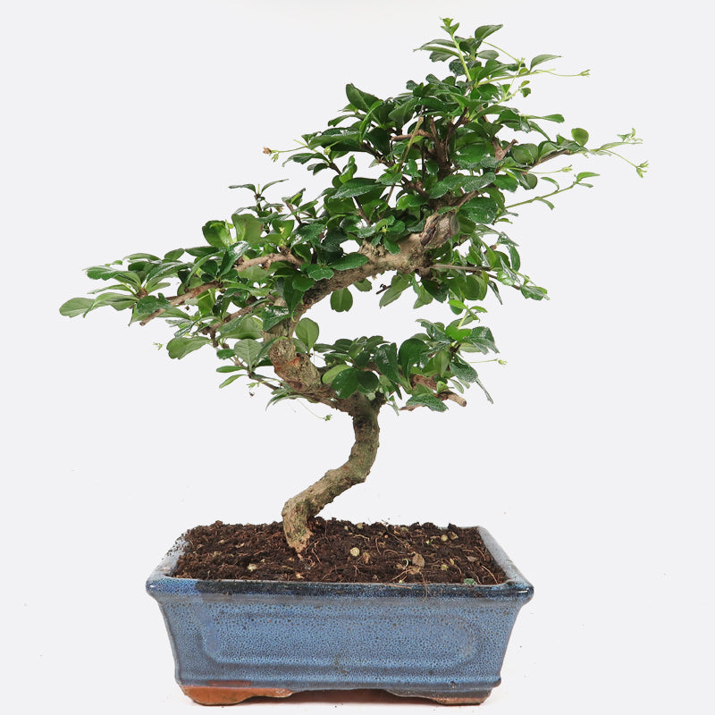 Carmona - Fukientee, ca. 9 jährig, 30-35 cm, Zimmerbonsai