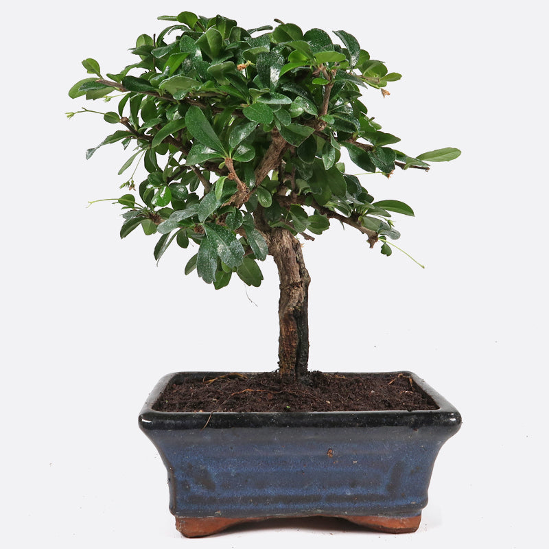 Carmona - Fukientee, ca. 6 jährig, 20-25 cm, Zimmerbonsai