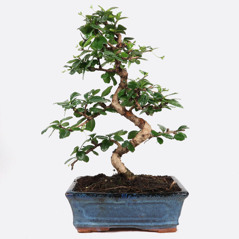 Carmona - Fukientee, ca. 9 jährig, 30-35 cm, Zimmerbonsai