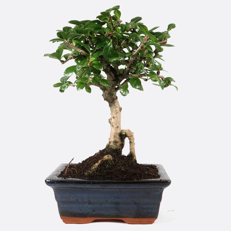 Carmona - Fukientee, ca. 6 jährig, 20-25 cm, Zimmerbonsai