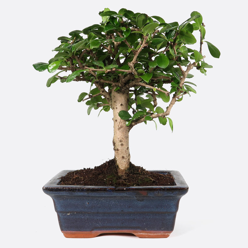 Carmona - Fukientee, ca. 6 jährig, 20-25 cm, Zimmerbonsai