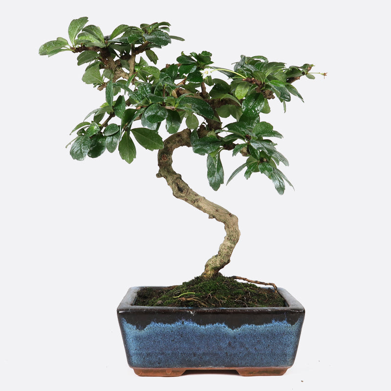 Carmona - Fukientee, ca. 7 jährig, 25-30 cm, Zimmerbonsai