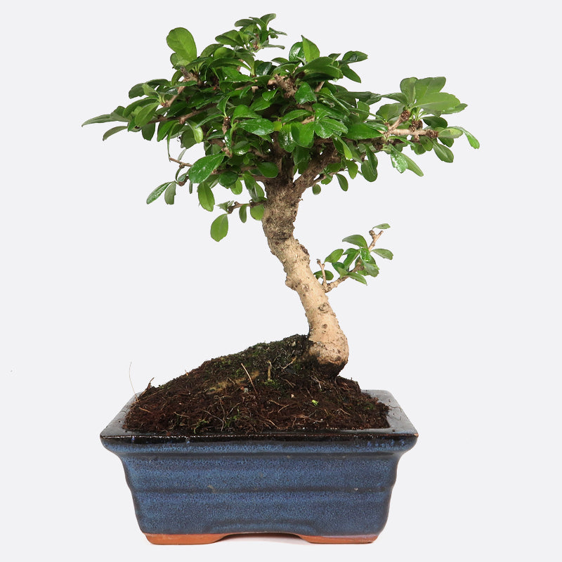 Carmona - Fukientee, ca. 6 jährig, 20-25 cm, Zimmerbonsai