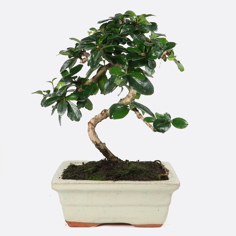 Carmona - Fukientee, ca. 7 jährig, 20-25 cm, Zimmerbonsai