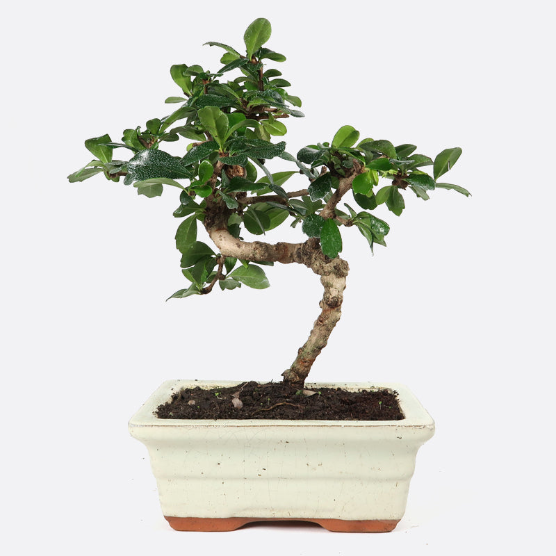 Carmona - Fukientee, ca. 7 jährig, 20-25 cm, Zimmerbonsai