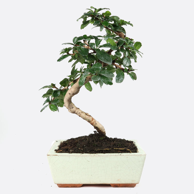 Carmona - Fukientee, ca. 7 jährig, 20-25 cm, Zimmerbonsai