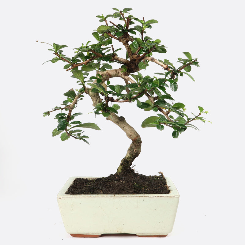 Carmona - Fukientee, ca. 7 jährig, 25-30 cm, Zimmerbonsai