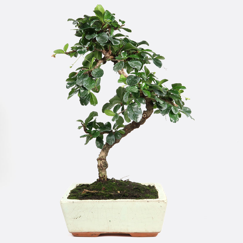 Carmona - Fukientee, ca. 7 jährig, 25-30 cm, Zimmerbonsai