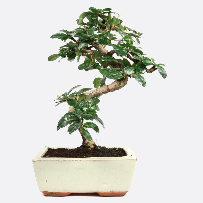 Carmona - Fukientee, ca. 7 jährig, 25-30 cm, Zimmerbonsai