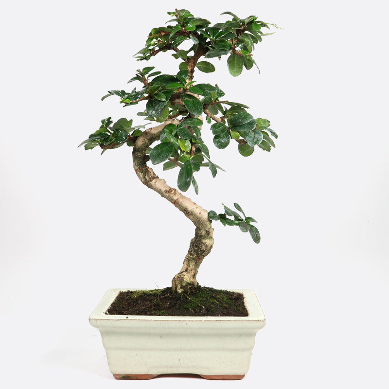 Carmona - Fukientee, ca. 7 jährig, 30-35 cm, Zimmerbonsai