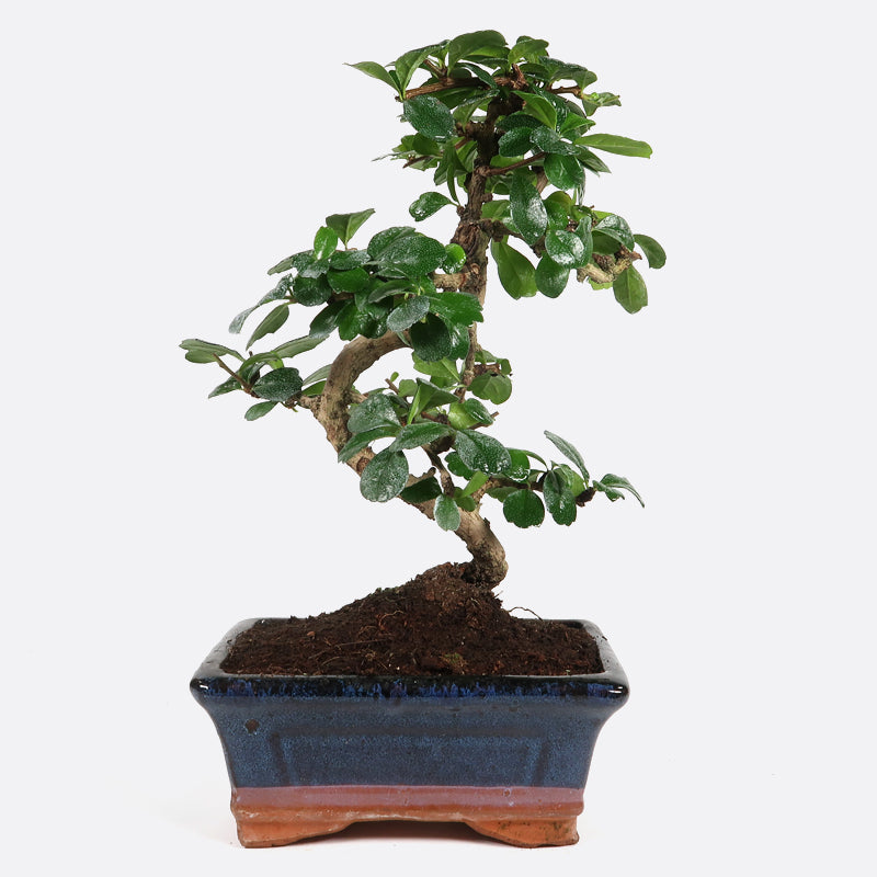 Carmona - Fukientee, ca. 7 jährig, 25-30 cm, Zimmerbonsai