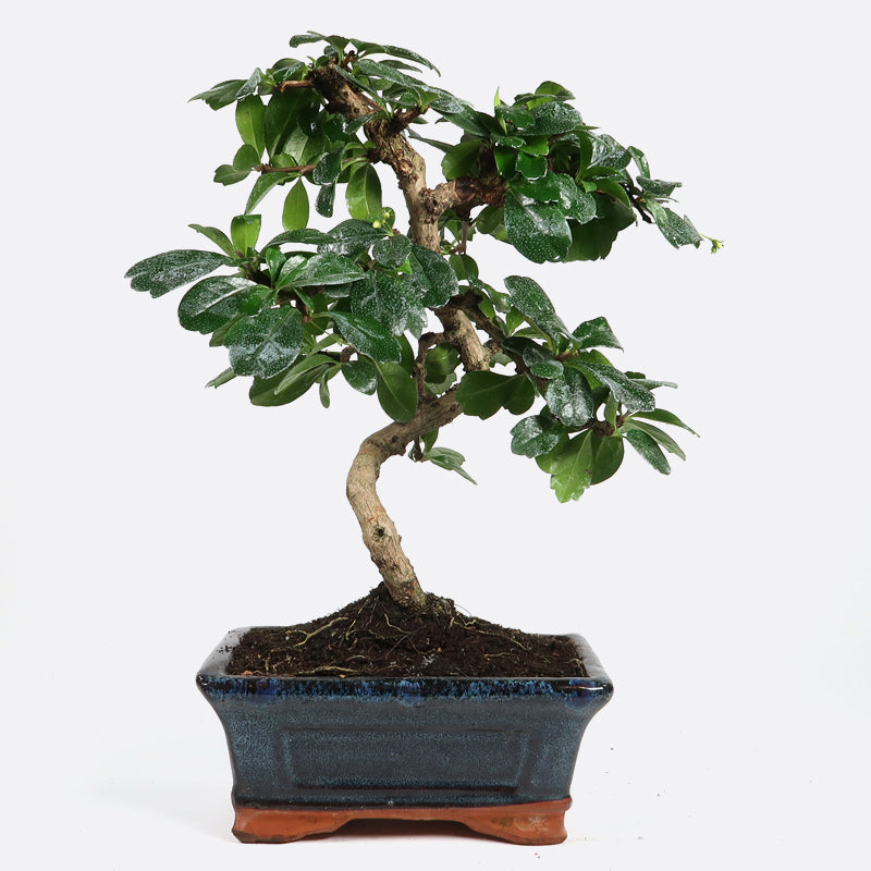 Carmona - Fukientee, ca. 7 jährig, 25-30 cm, Zimmerbonsai