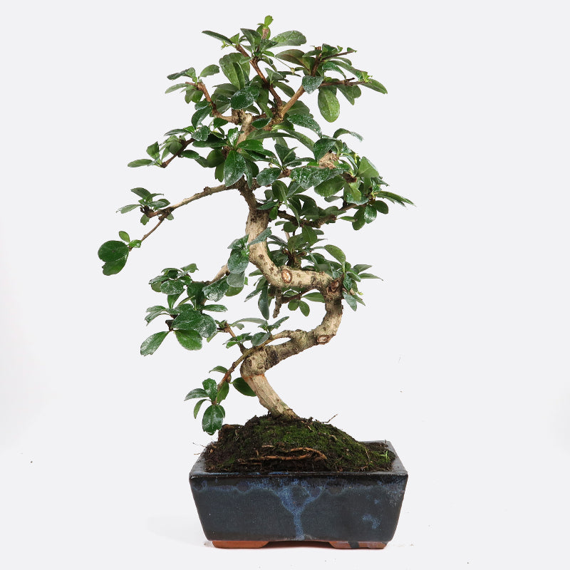 Carmona - Fukientee, ca. 7 jährig, 30-35 cm, Zimmerbonsai