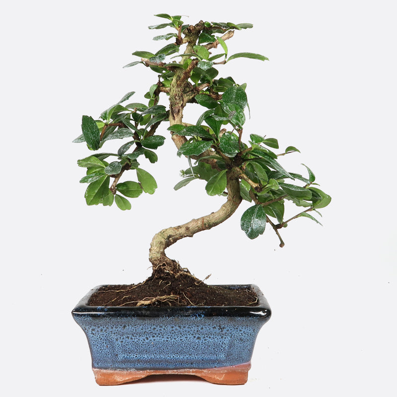 Carmona - Fukientee, ca. 7 jährig, 25-30 cm, Zimmerbonsai