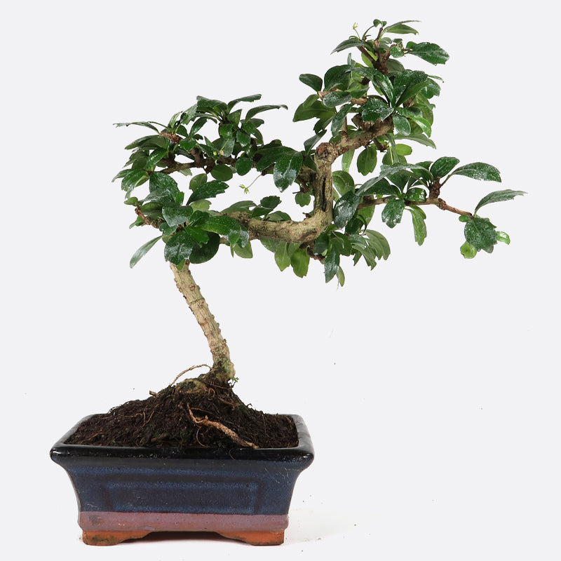 Carmona - Fukientee, ca. 7 jährig, 30-35 cm, Zimmerbonsai