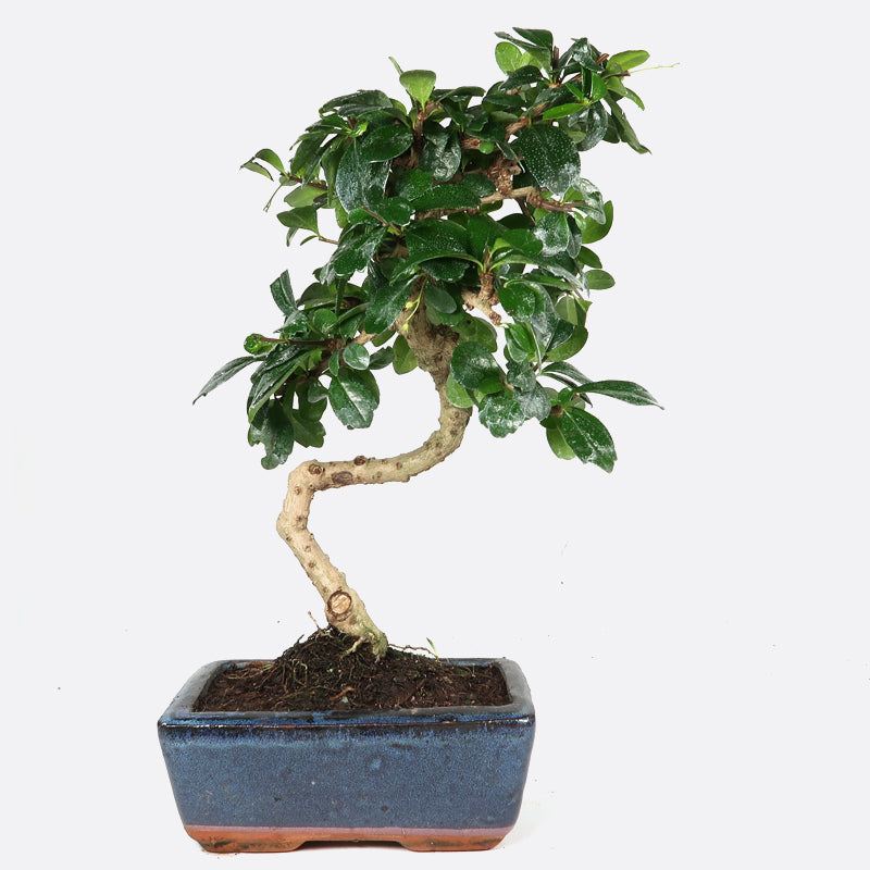 Carmona - Fukientee, ca. 7 jährig, 30-35 cm, Zimmerbonsai