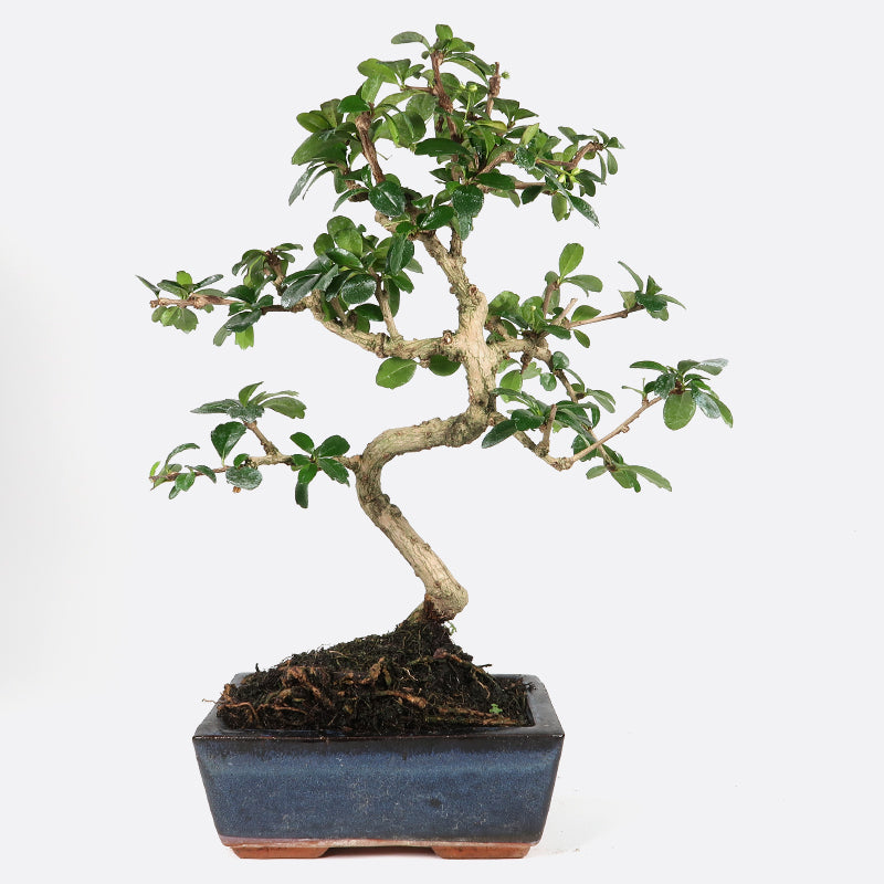 Carmona - Fukientee, ca. 7 jährig, 30-35 cm, Zimmerbonsai