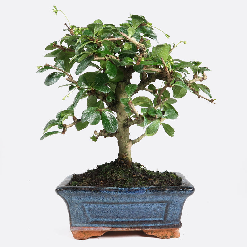 Carmona - Fukientee, ca. 6 jährig, 20-25 cm, Zimmerbonsai