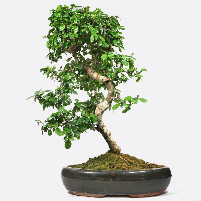 Carmona - Fukientee, ca. 17 jährig, 55-60 cm, Zimmerbonsai