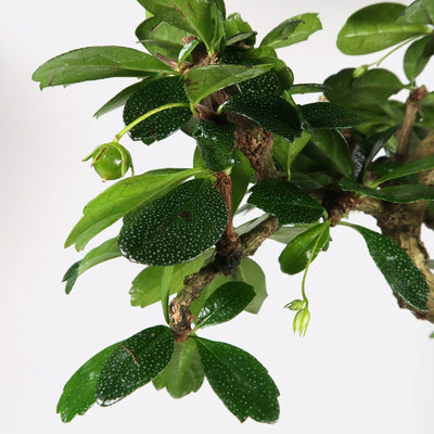 Carmona - Fukientee, ca. 11 jährig, 35-40 cm, Zimmerbonsai