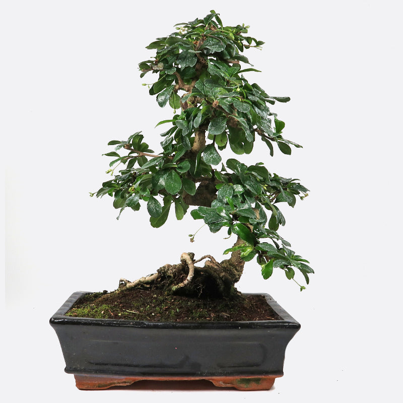 Carmona - Fukientee, ca. 11 jährig, 35-40 cm, Zimmerbonsai