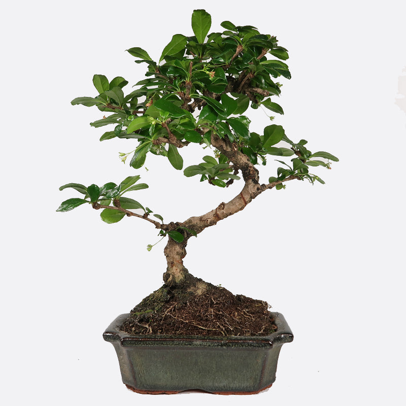 Carmona - Fukientee, ca. 7 jährig, 25-30 cm, Zimmerbonsai