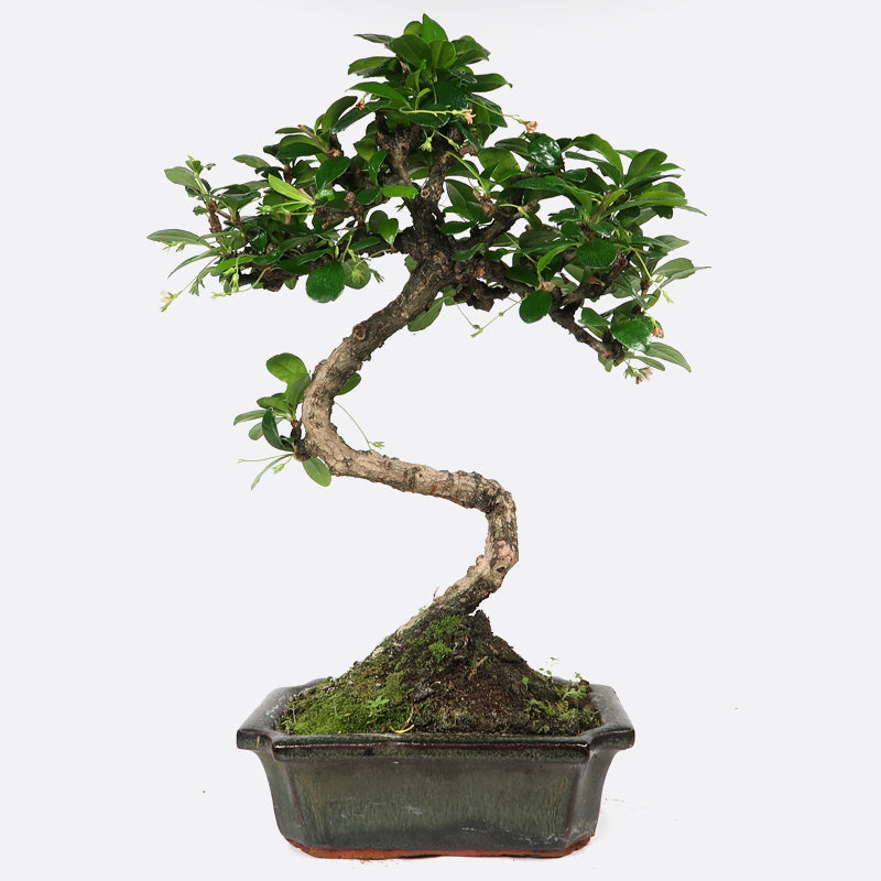 Carmona - Fukientee, ca. 7 jährig, 30-35 cm, Zimmerbonsai