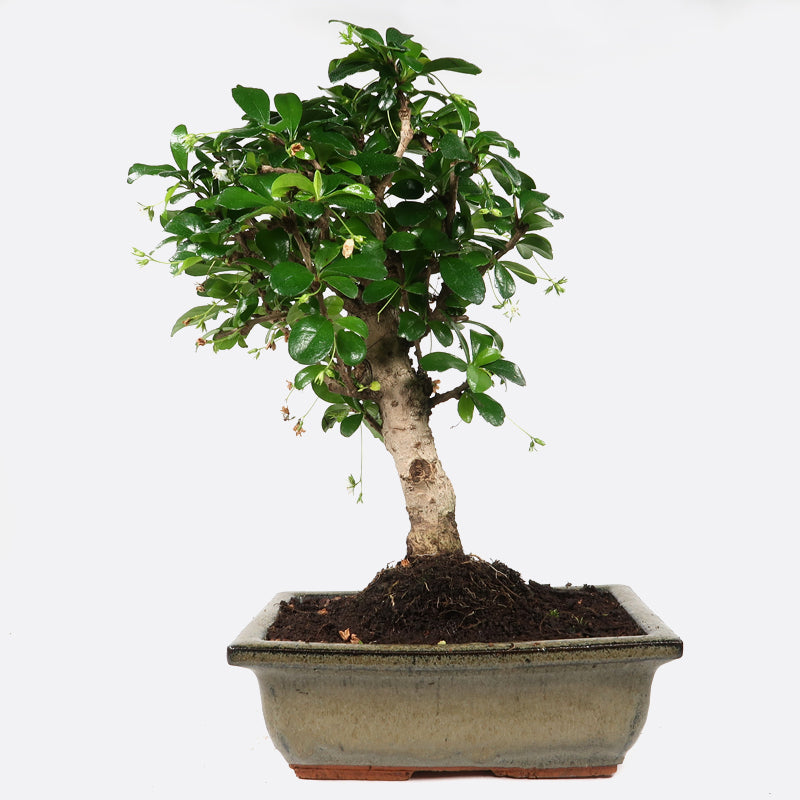 Carmona - Fukientee, ca. 6-7 jährig, 25-30 cm, Zimmerbonsai