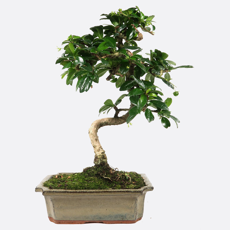 Carmona - Fukientee, ca. 7-8 jährig, 30-35 cm, Zimmerbonsai