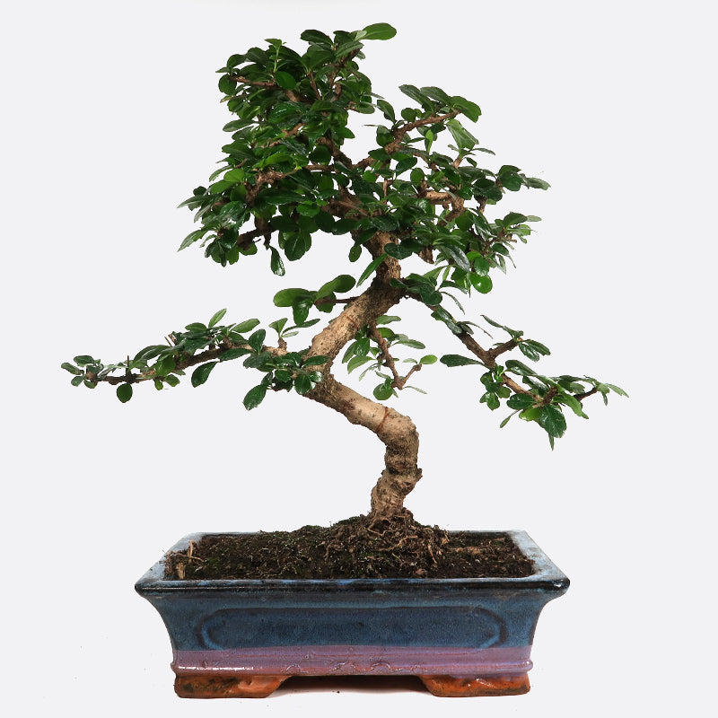 Carmona - Fukientee, ca. 13-14 jährig, 45-50 cm, Zimmerbonsai