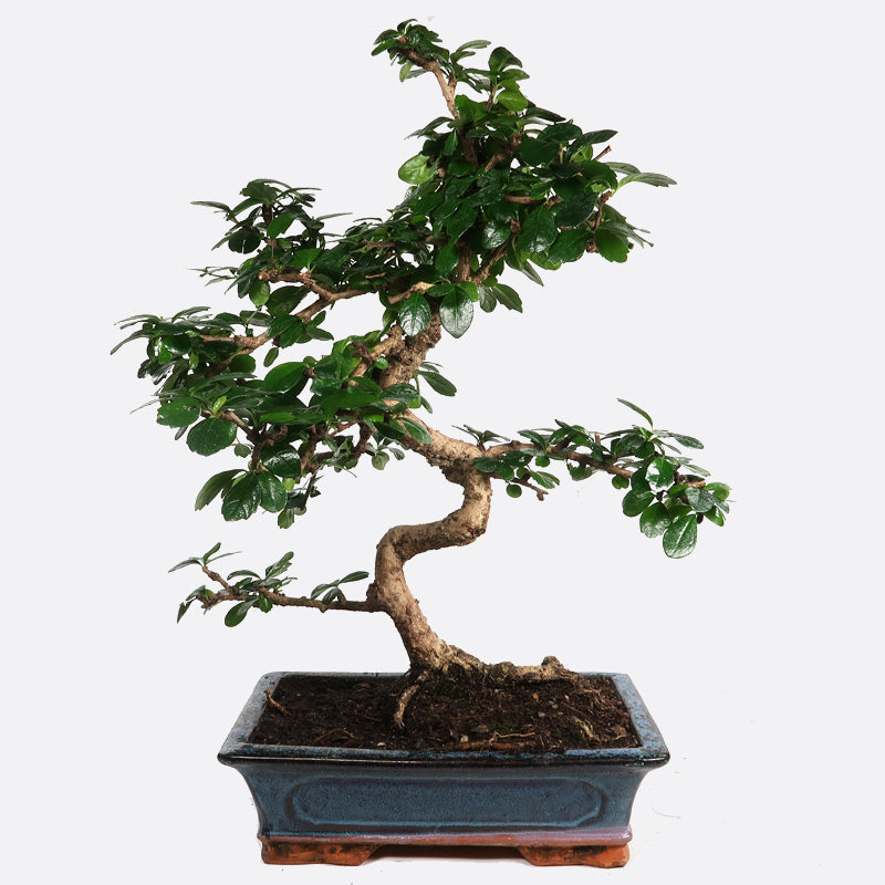 Carmona - Fukientee, ca. 13-14 jährig, 45-50 cm, Zimmerbonsai