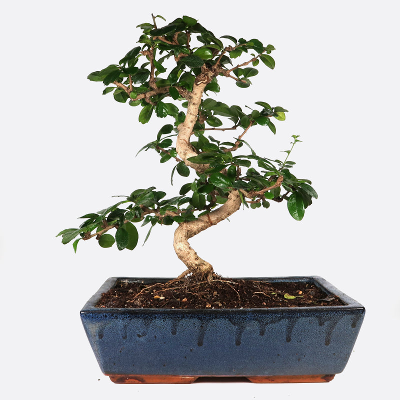 Carmona - Fukientee, ca. 14 jährig, 35-40 cm, Zimmerbonsai