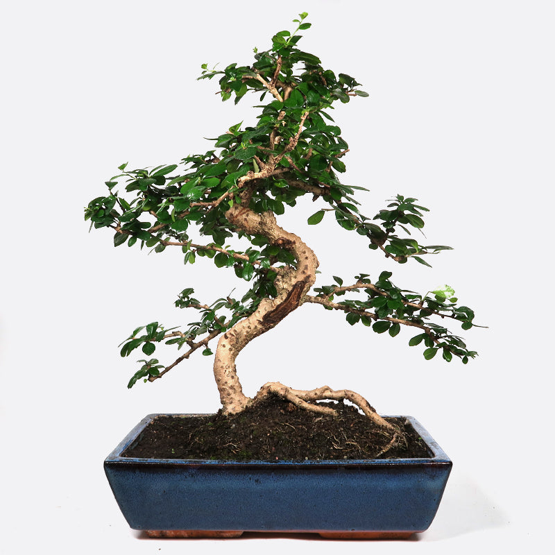 Carmona - Fukientee, ca. 17 jährig, 50-55 cm, Zimmerbonsai