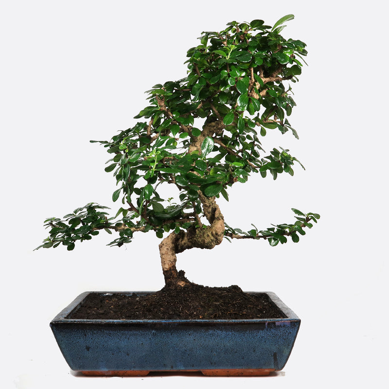 Carmona - Fukientee, ca. 17 jährig, 45-50 cm, Zimmerbonsai
