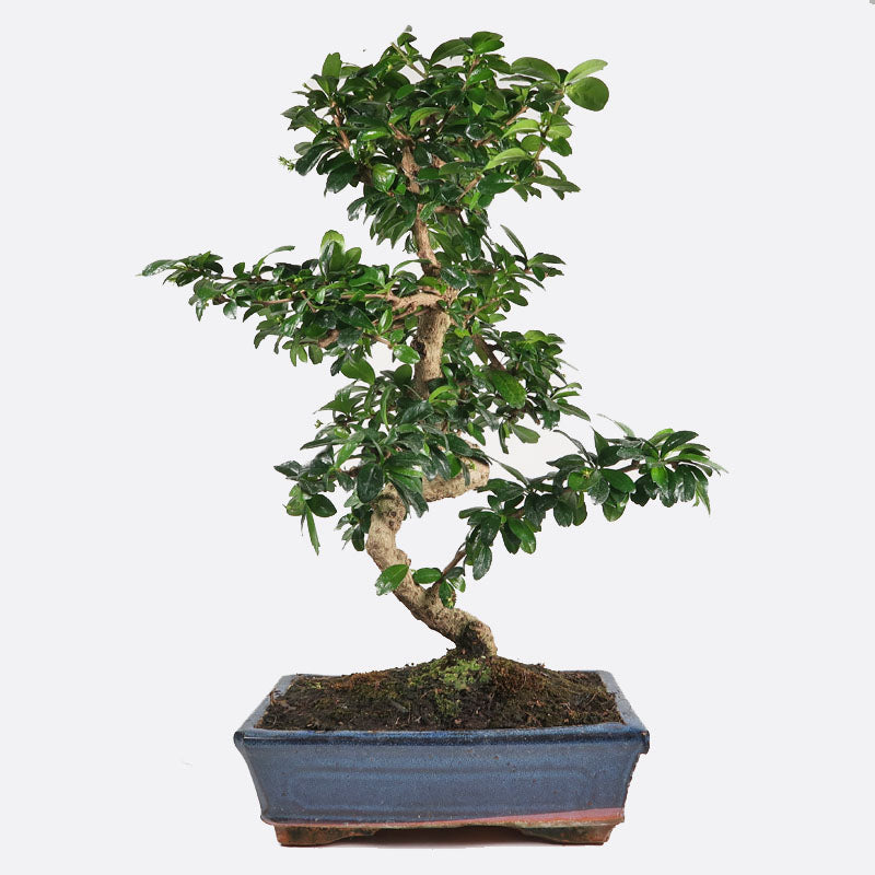 Zimmerbonsai A-Z