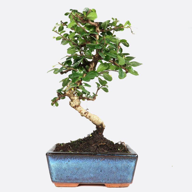 Carmona - Fukientee, ca. 7 jährig, 25-30 cm, Zimmerbonsai