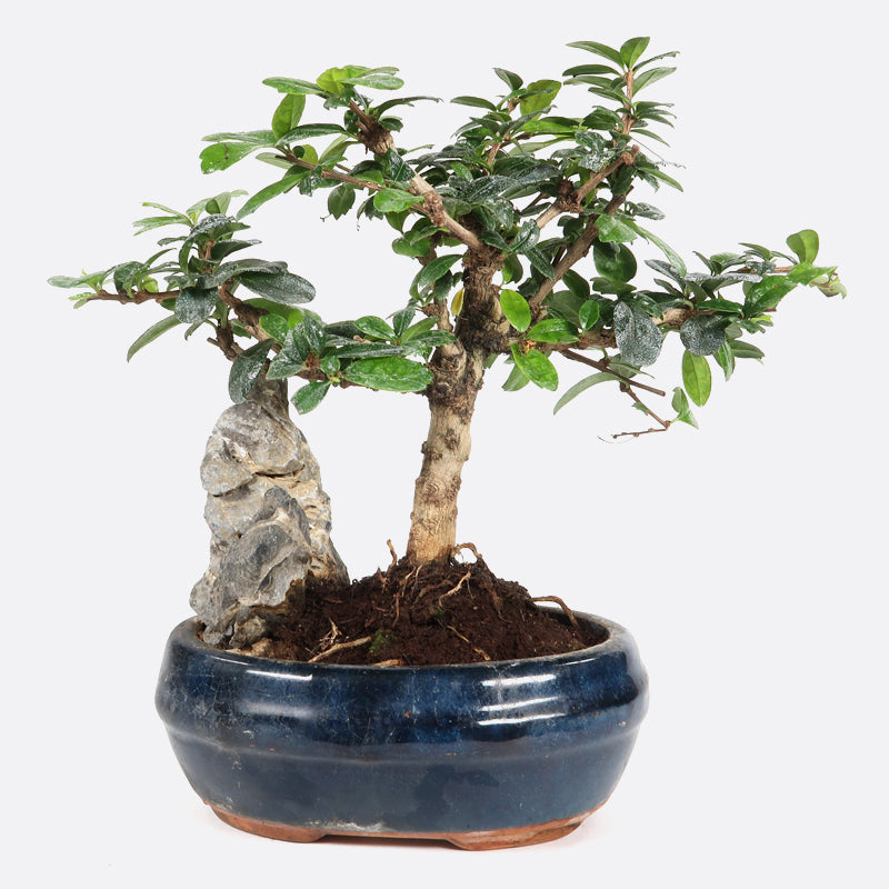 Carmona - Fukientee, ca. 7 jährig, 20-25 cm, Zimmerbonsai