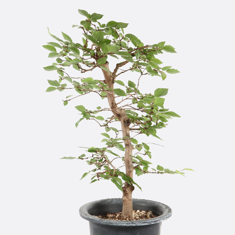 Carpinus - Hainbuche, ca. 11 jährig, 20-25 cm, Gartenbonsai