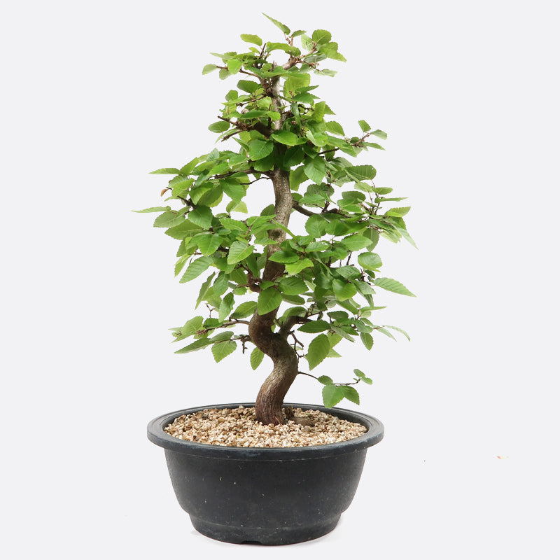 Carpinus - Hainbuche, ca. 11-12 jährig, 40-45 cm, Gartenbonsai