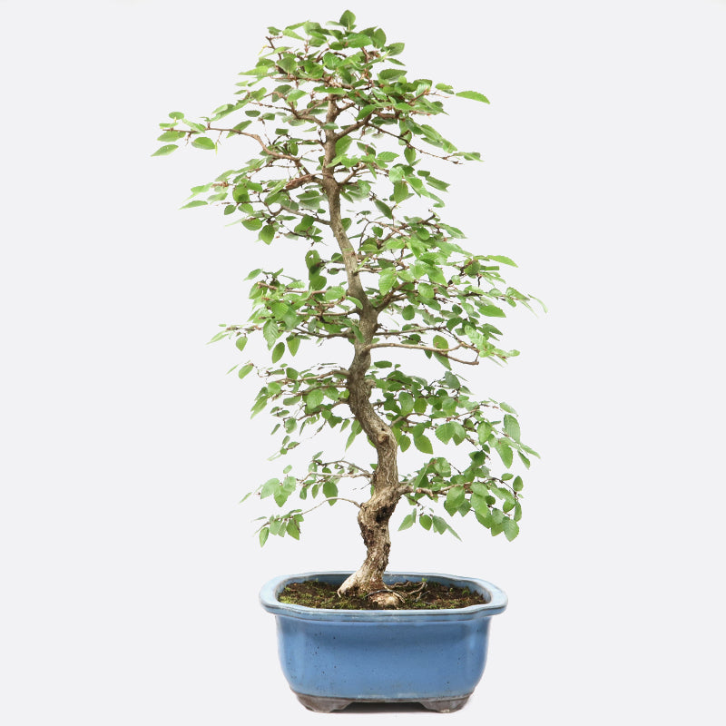 Carpinus - Hainbuche, ca. 19 jährig, 55-60 cm, Gartenbonsai